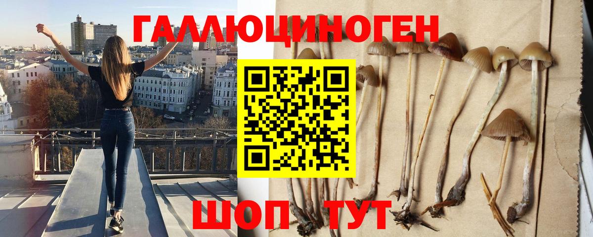 Псилоцибиновые грибы мицелий Иваново